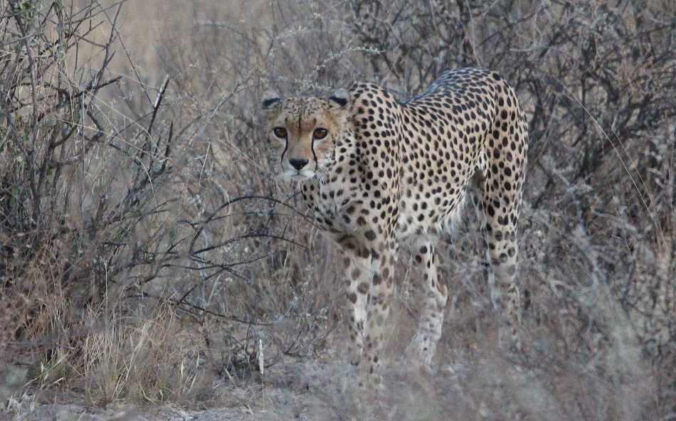 Gepard, Weibchen - Samburu Reservat