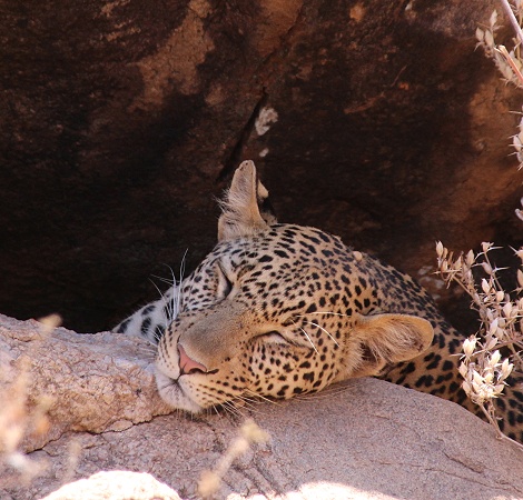 Leopard im Samburu Reservat, Weibchen