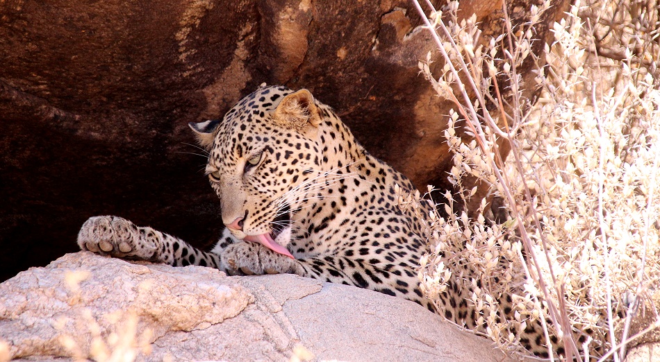 Leopard im Samburu Reservat, Weibchen