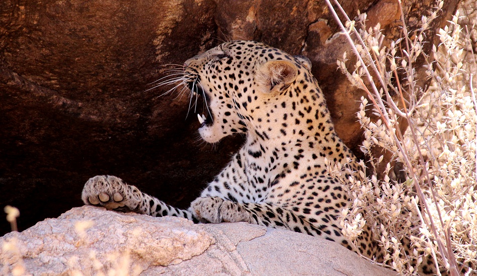 Leopard im Samburu Reservat, Weibchen
