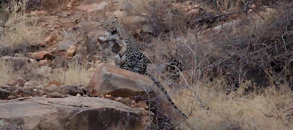 Leopard spielt mit seiner Beute, Samburu