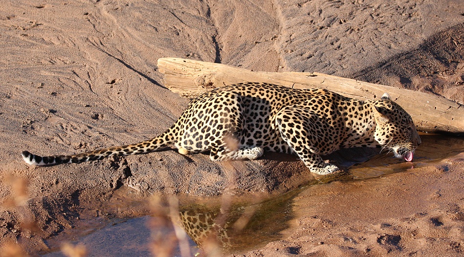 Leopard am Ufer des Ewaso Ngiro