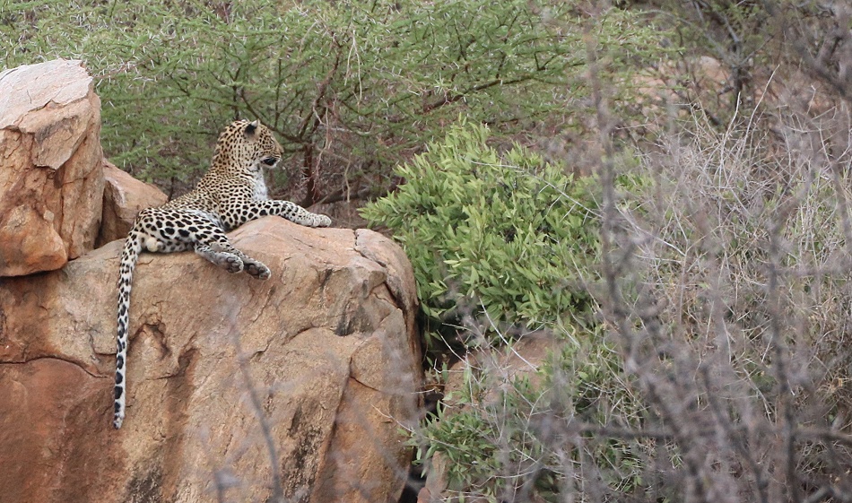 Leopard auf einem Felsen im Samburu Reservat