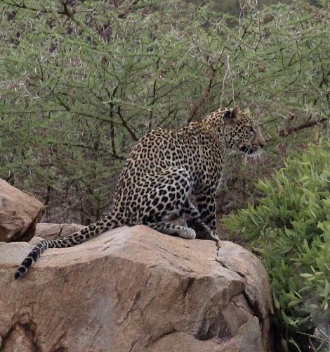 Leopard jagt erfolgreich G&uuml;nthers Dik Dik, Samburu