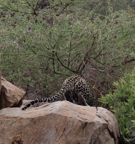 Leopard jagt erfolgreich G&uuml;nthers Dik Dik, Samburu