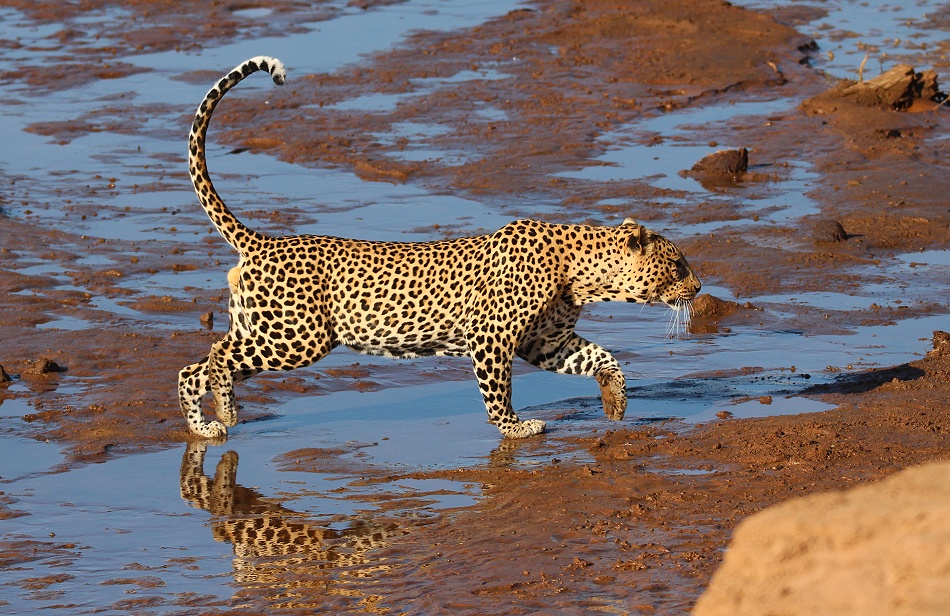 Leopard am Ufer des Ewaso Ngiro