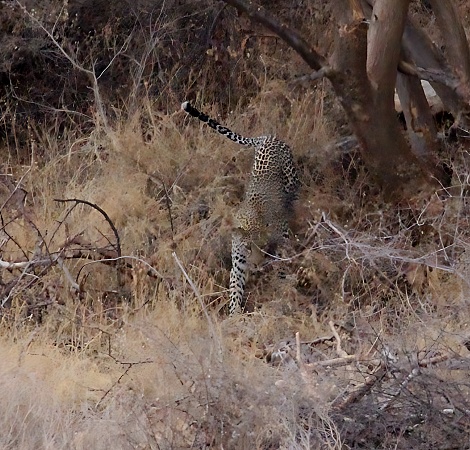 Leopard jagt erfolgreich G&uuml;nthers Dik Dik