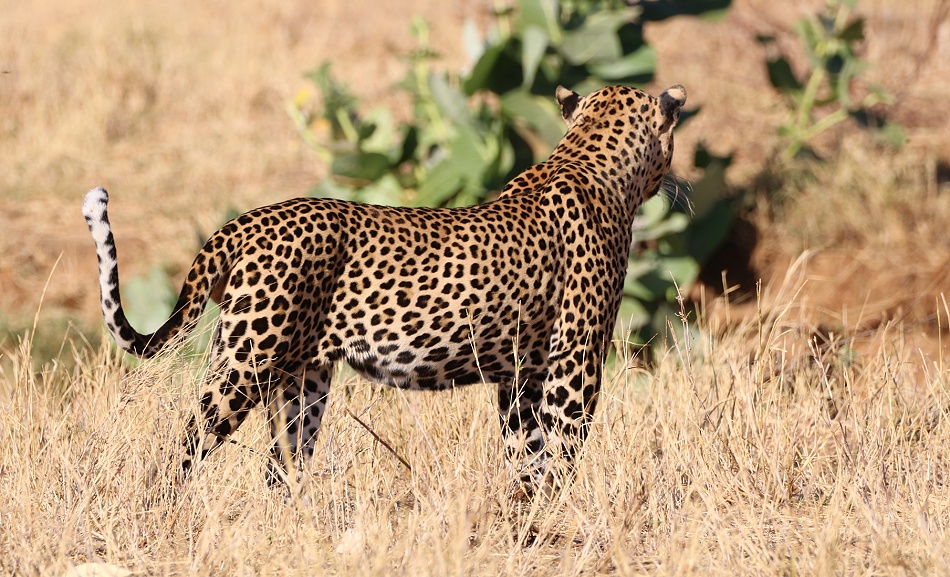 Leopard streift durch das Samburu Reservat