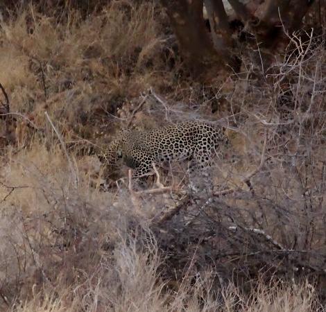 Leopard jagt erfolgreich G&uuml;nthers Dik Dik