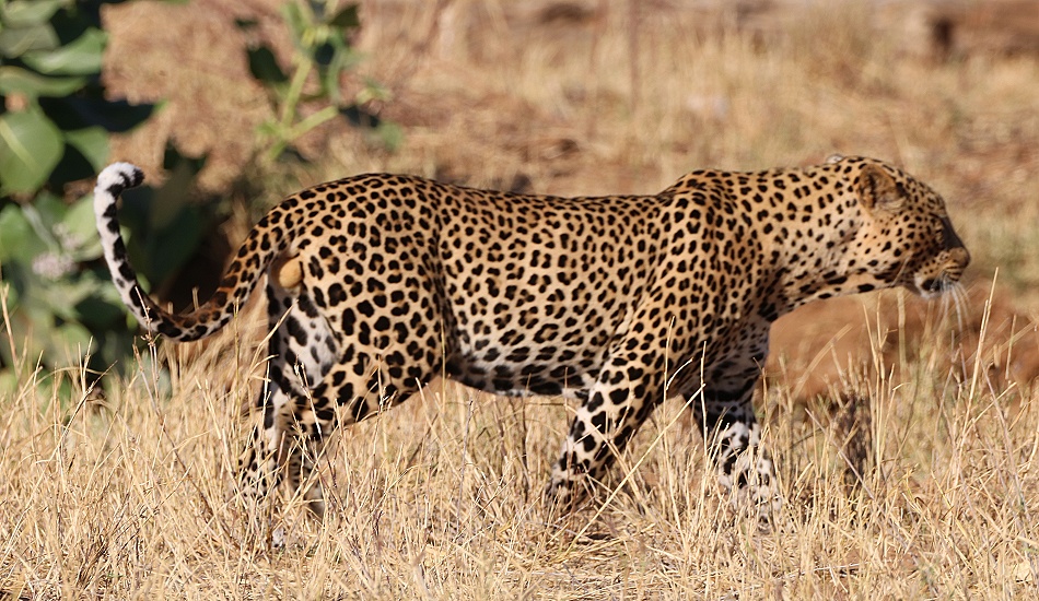 Leopard streift durch das Samburu Reservat