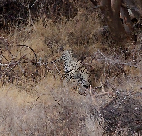 Leopard frisst Dik Dik, Samburu