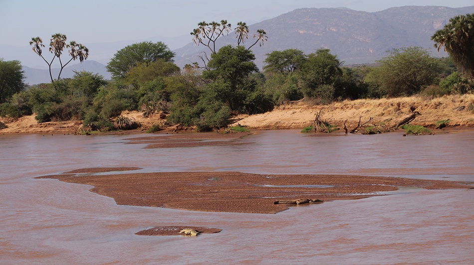 Nilkrokodile auf einer Sandbank im Ewasi Ngiro