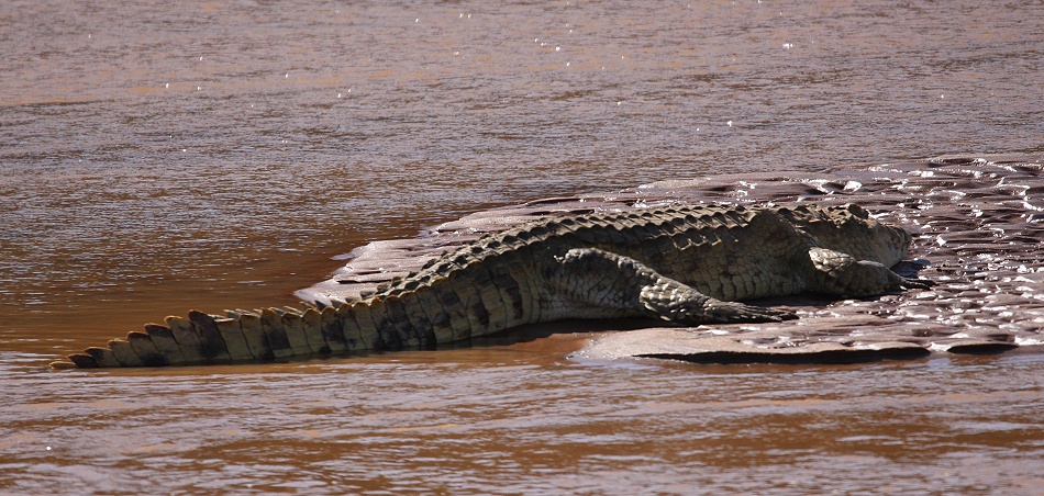 Nilkrokodil auf einer Sandbank im Ewasi Ngiro
