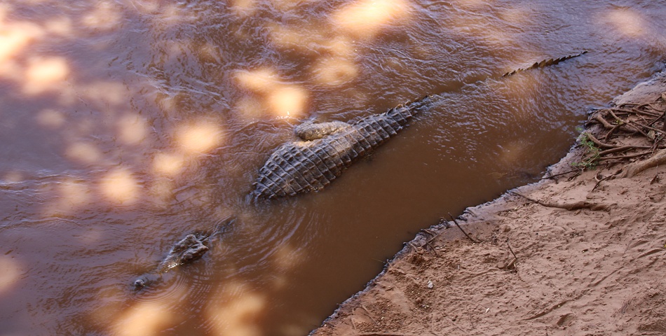 Nilkrokodil im Ewasi Ngiro - Samburu