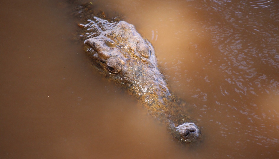 Nilkrokodil im Ewasi Ngiro - Samburu