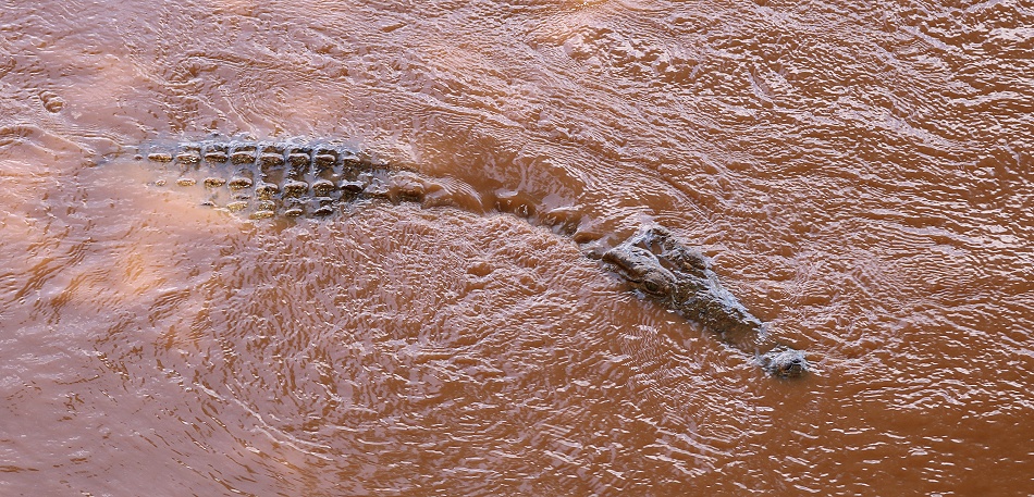 Nilkrokodil im Ewasi Ngiro - Samburu