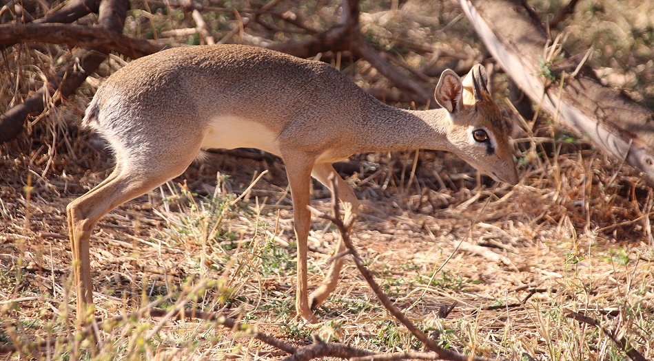 Kirk Dik Dik