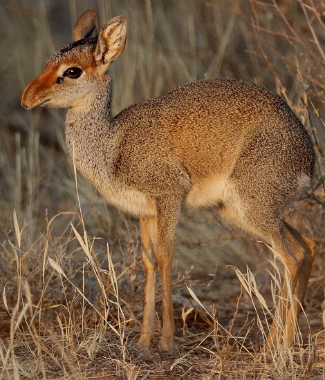 G&uuml;nters Dik Dik