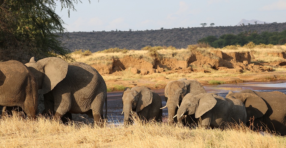 Elefanten im Samburu Reservat