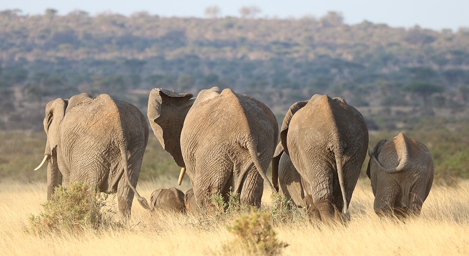 Elefanten im Samburu Reservat