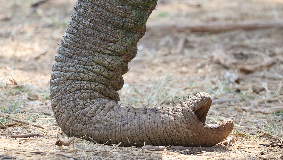 Elefantenr&uuml;ssel