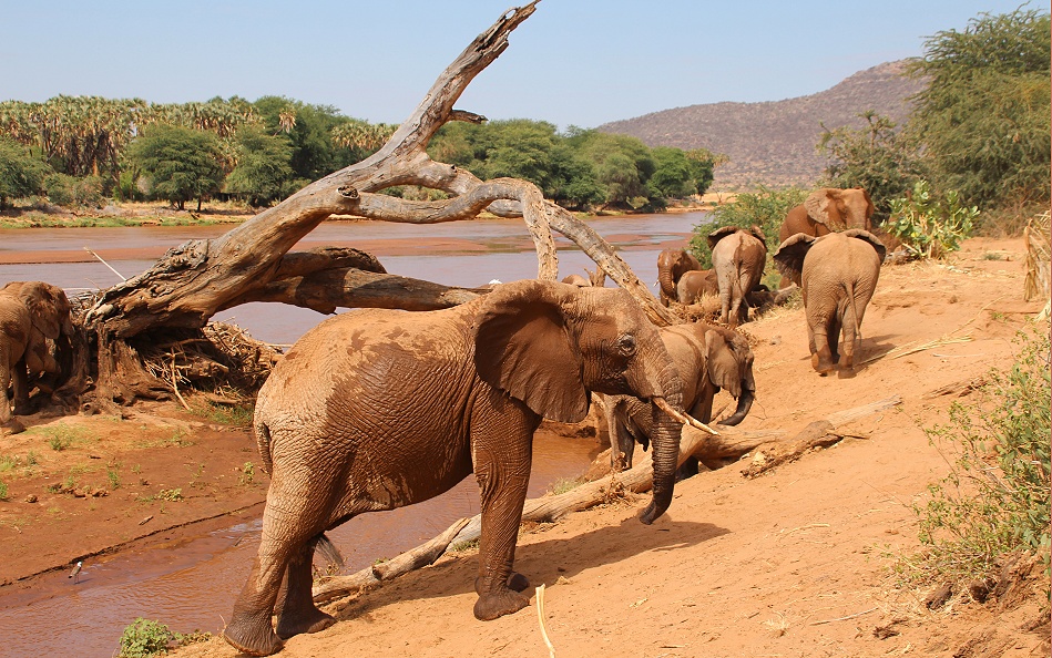 Elefanten im Samburu