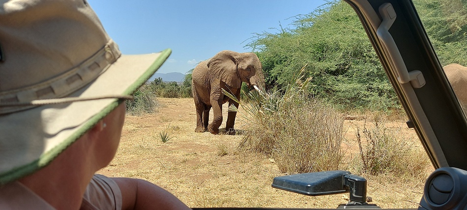 Elefanten im Samburu Reservat