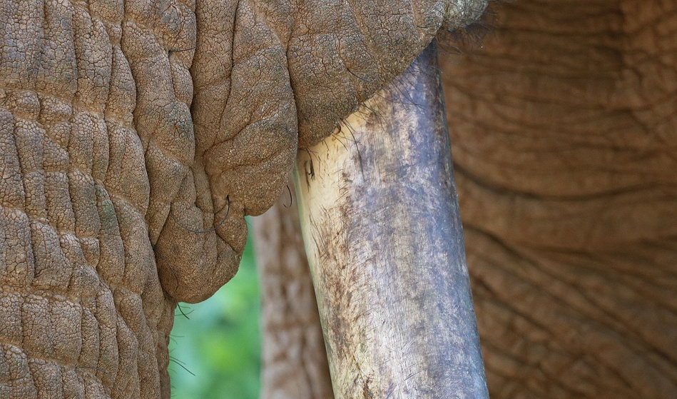 Elefantenbegegnung im Samburu Reservat