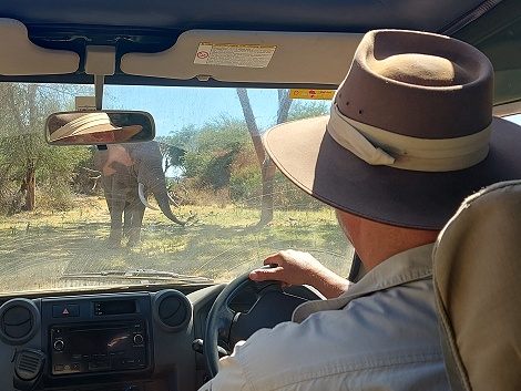 eine weitere Elefantenbegegnung im Samburu Reservat