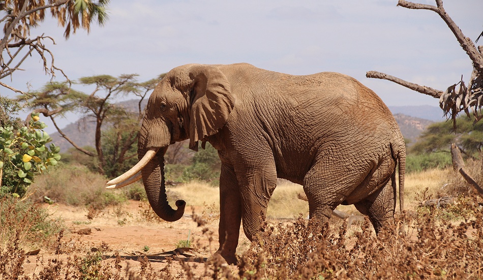 eine weitere Elefantenbegegnung im Samburu Reservat