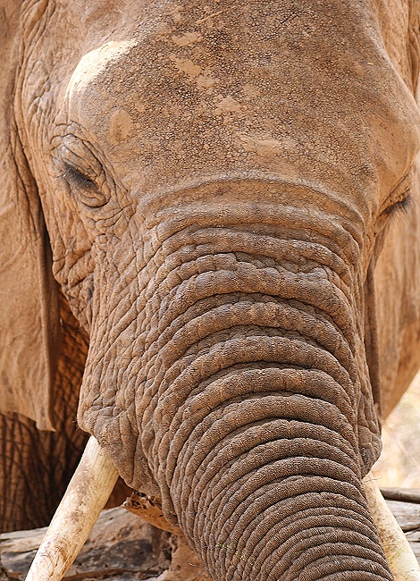Elefantenbegegnung im Samburu Reservat