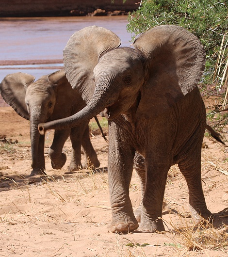 kleine, &uuml;berm&uuml;tige Elefanten im Samburu Reservat