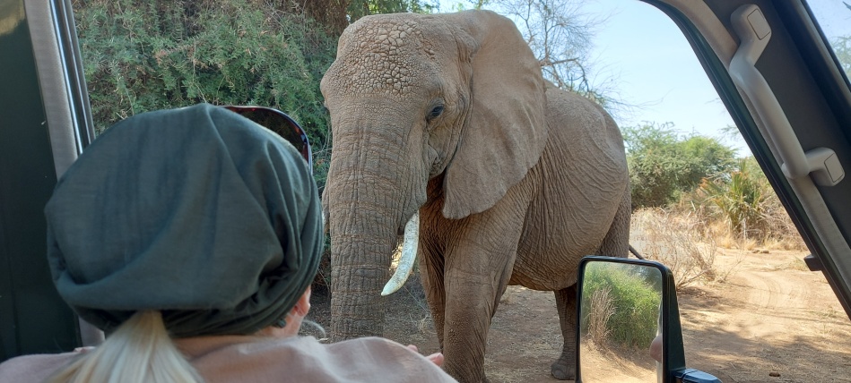 Elefantenbegegnung im Samburu Reservat