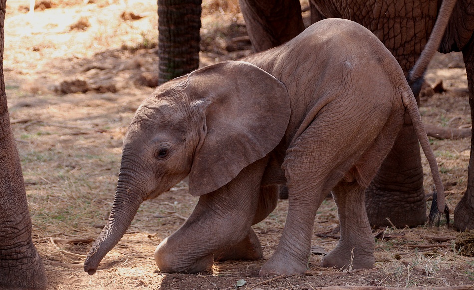 Elefantenbegegnung im Samburu Reservat