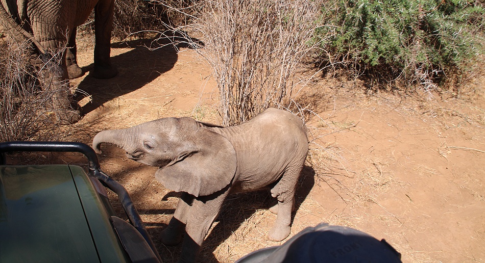 Elefantenbegegnung im Samburu Reservat