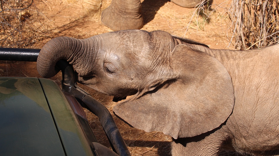 Elefantenbegegnung im Samburu Reservat