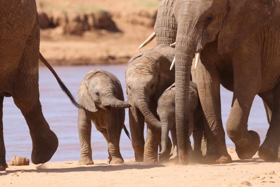 kleine, &uuml;berm&uuml;tige Elefanten im Samburu Reservat
