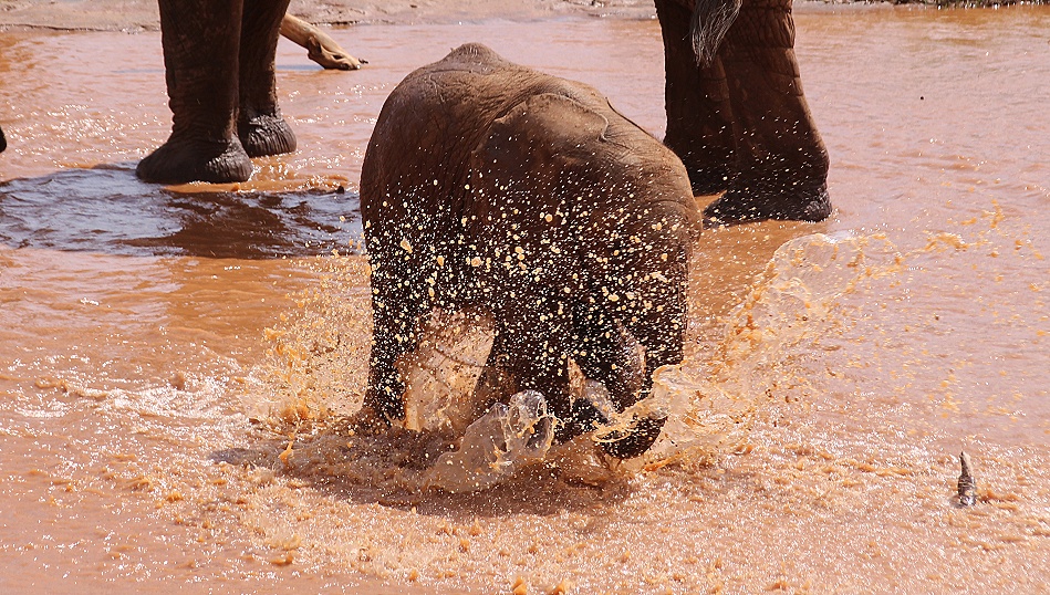 Elefanten im Ewaso Ngiro Fluss, Samburu
