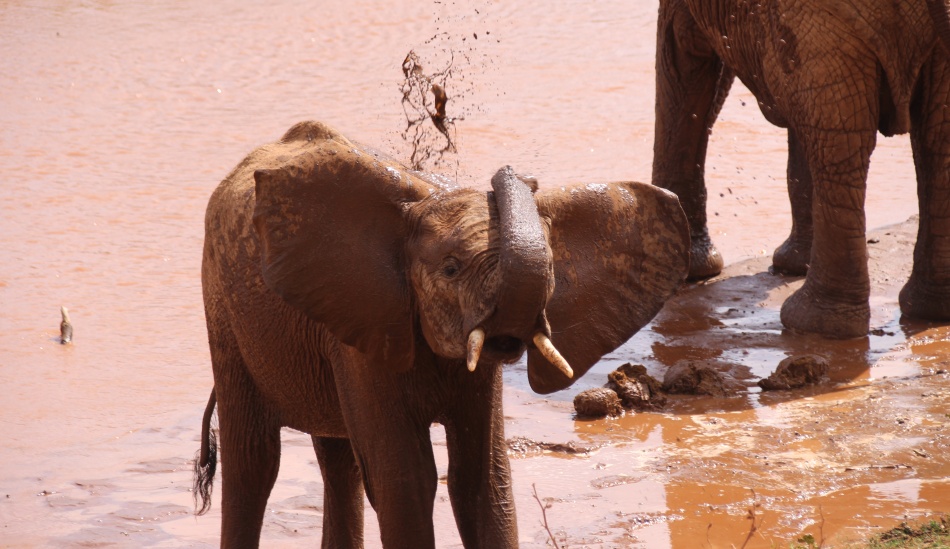 Elefanten im Ewaso Ngiro Fluss, Samburu