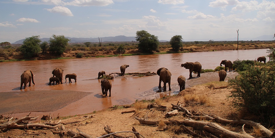 Elefanten im Ewaso Ngiro Fluss, Samburu