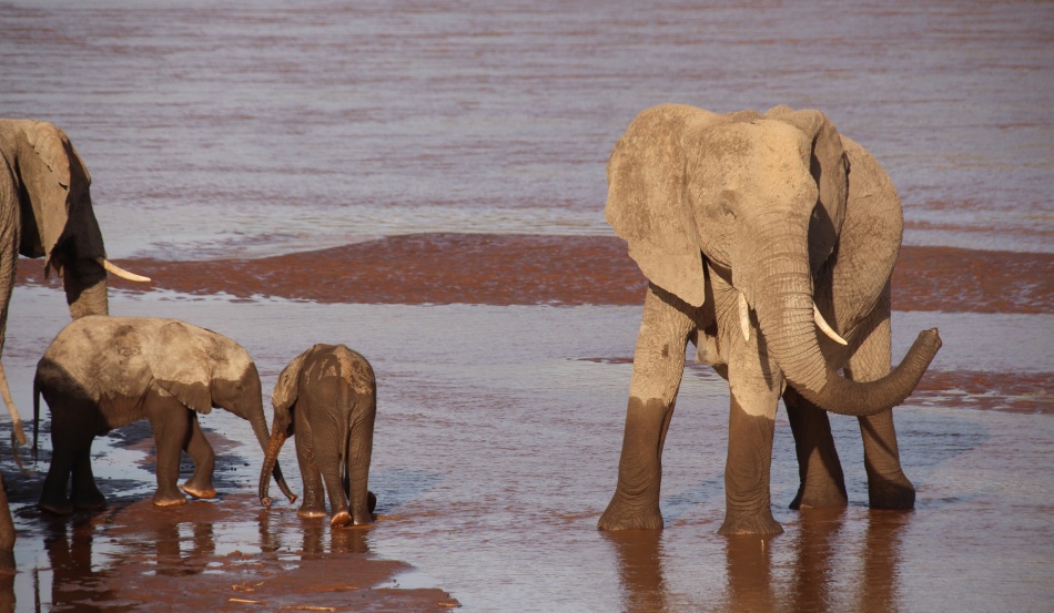 Elefanten im Samburu Reservat
