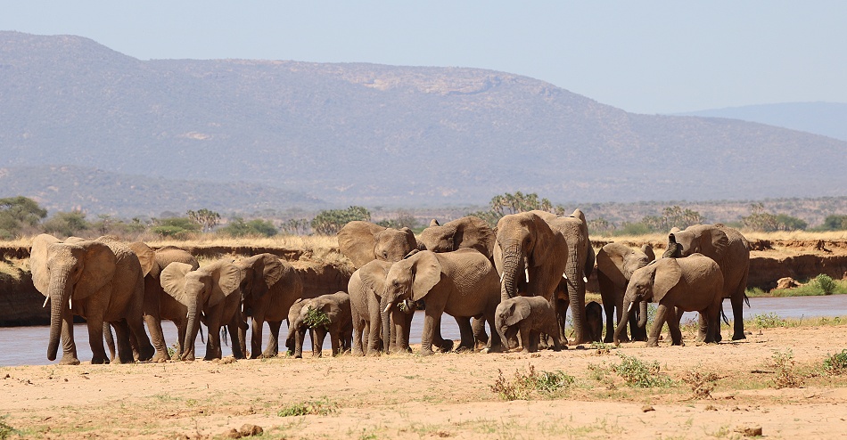 gro&szlig;e Elefanten Herde am Ufer des Ewaso Ngiro Flusses