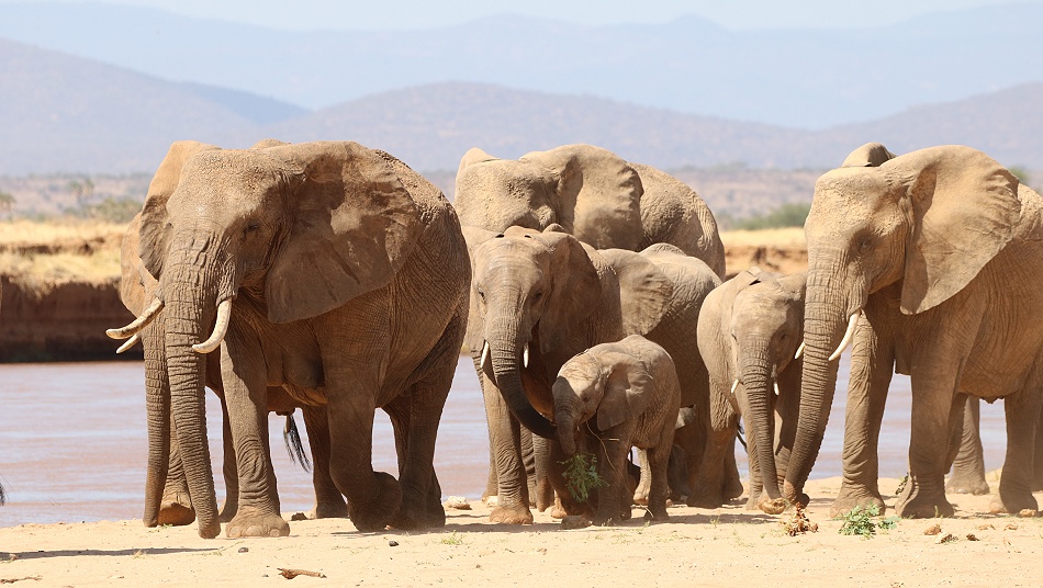 gro&szlig;e Elefanten Herde am Ufer des Ewaso Ngiro Flusses