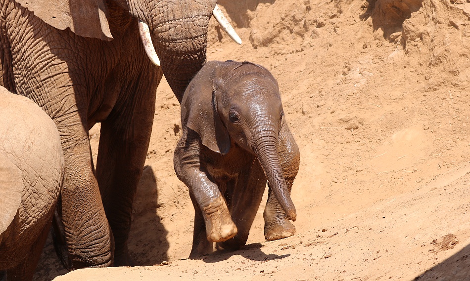 Elefanten ziehen durch den Ewaso Ngiro River