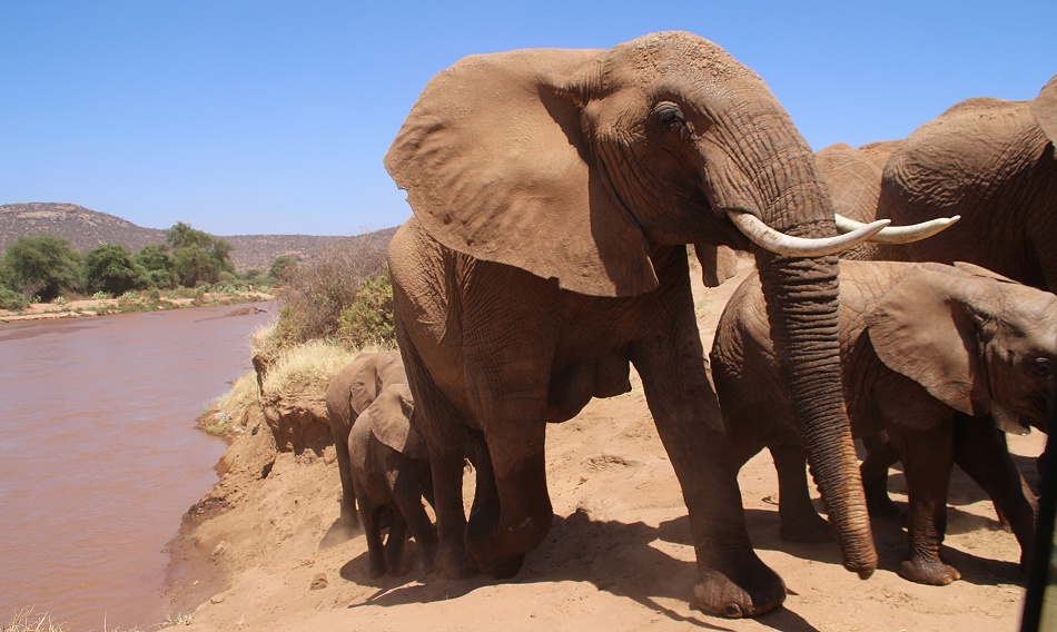 Elefanten ziehen durch den Ewaso Ngiro River