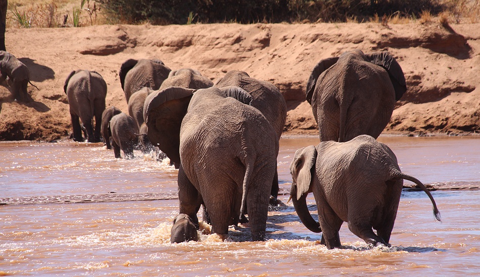 Elefanten Herde schreitet durch den Ewaso Ngiro