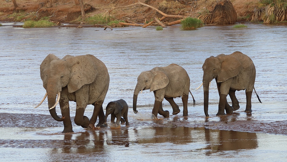 Elefantenherde durchquert den Ewaso Ngiro Fluss
