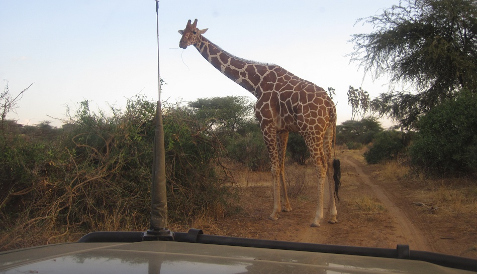 Game Drive in Samburu