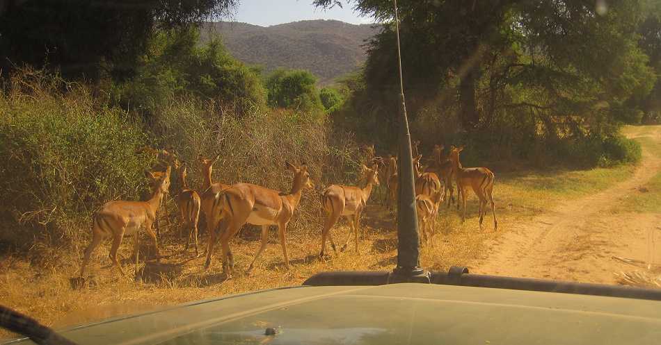 Pirschfahrt im Sambu Reservat