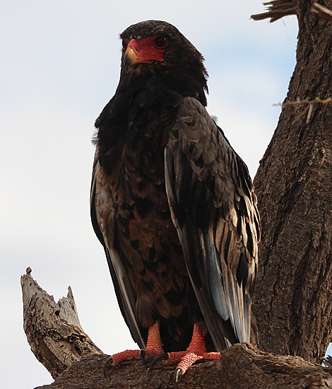Gaukler Adler, Samburu